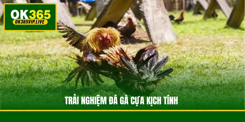 Trải nghiệm đá gà cựa kịch tính